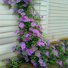 Clematis Flower Seeds Purple Perennial Climbing Vines