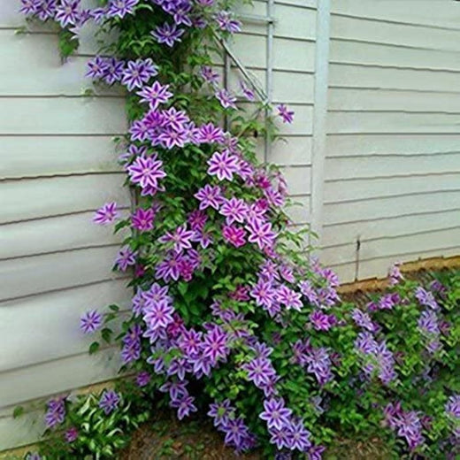 Clematis Flower Seeds Purple Perennial Climbing Vines