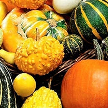 Decorative Pumpkin Mix Seeds