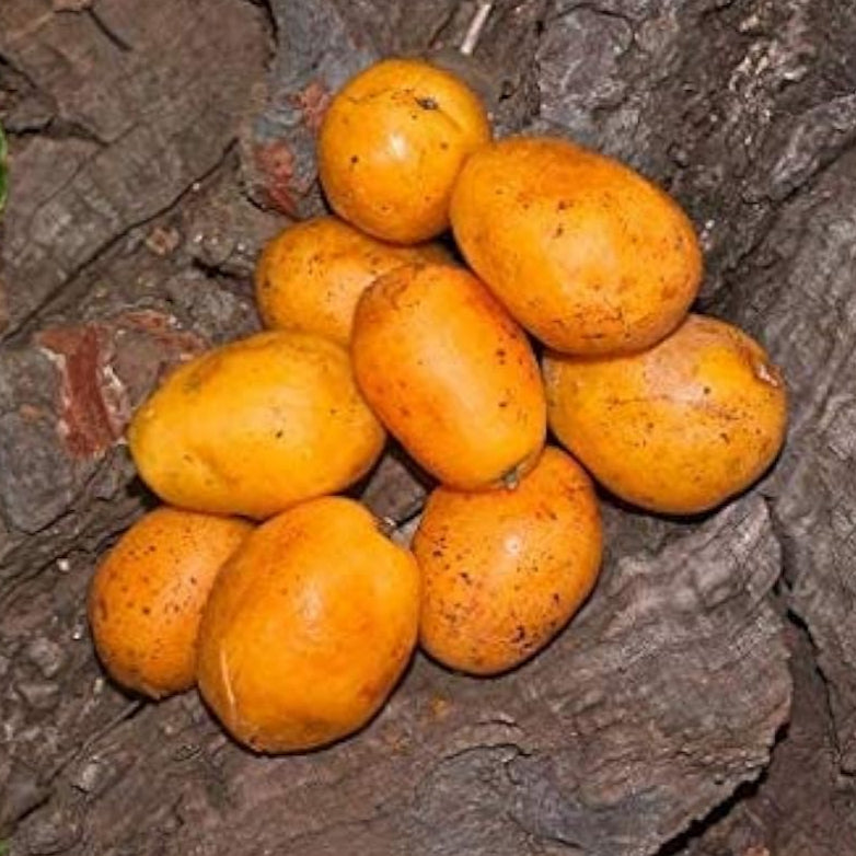 Spondias Mombin Fruit Seeds up to 50%