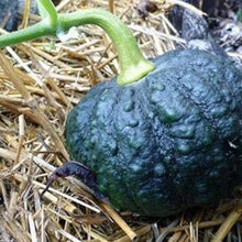 Black Futsu Squash Seeds