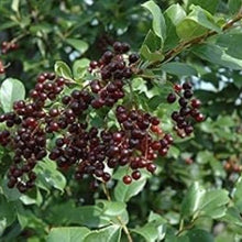 Chokecherry Tree Seeds