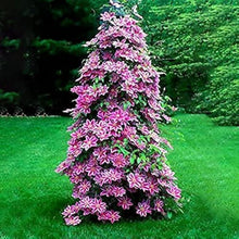 Clematis Perennial Climbing Flower Seeds Peachpuff