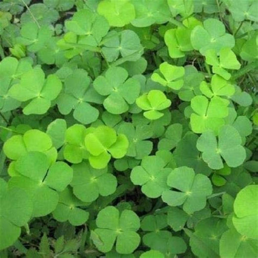 Four Leaf Clover Seeds