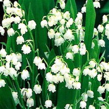 Lily of the Valley Seeds