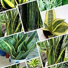 Sansevieria Seeds