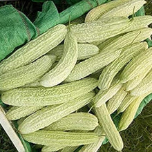 Balsam Pear Bitter Gourd Seeds
