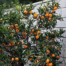 Bonsai Orange Tree Seeds