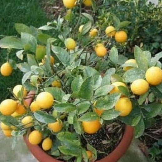 Dwarf Meyer Lemon Seeds