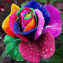Green Rose Rare Color Perennial Flower Home & Garden Decoration Seeds