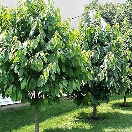 Paw Paw Tree Seeds up to 50%