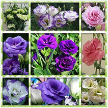 Mixed Eustoma Flower Seeds
