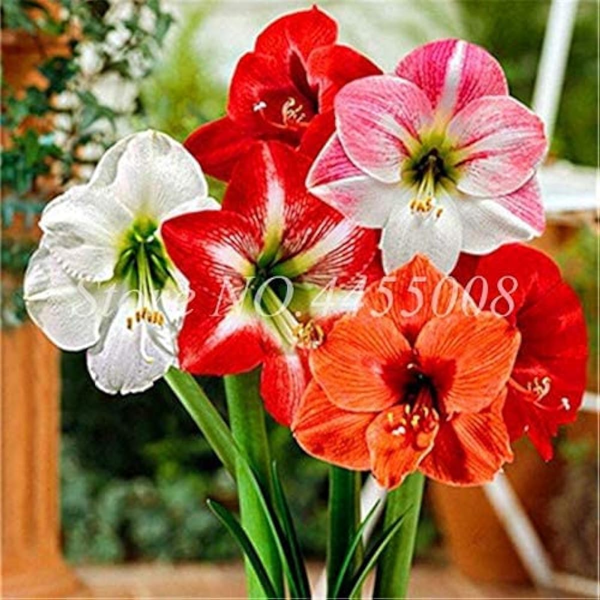 Amaryllis Flower Seeds ¨C Mixed Colors ¨C up to 50%