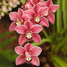 Cymbidium Orchid Seeds Elegant Butterfly Orchid Home & Garden