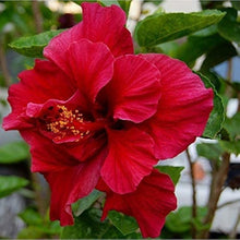 Double Red Hibiscus Seeds