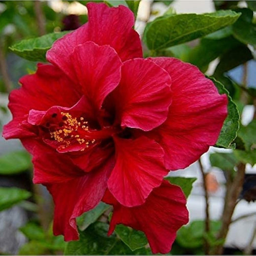 Double Red Hibiscus Seeds