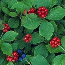 Bunchberry Seeds