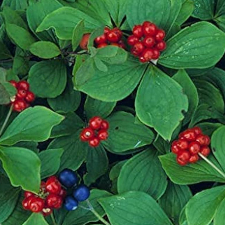 Bunchberry Plant Seeds up to 50%