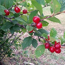 Montmorency Cherry Seeds