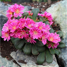 Lewisia Cotyledon Flower Seeds