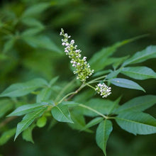 Vitex Seeds