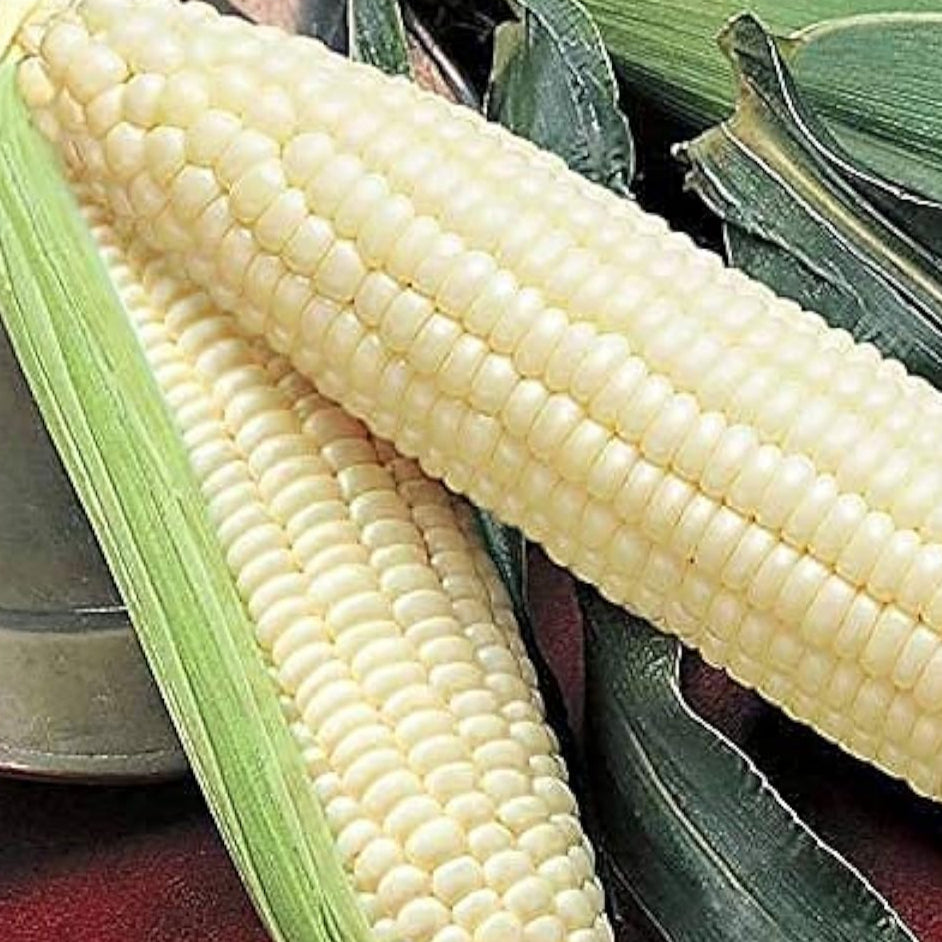 Silver Queen Corn Seeds  up to 50%