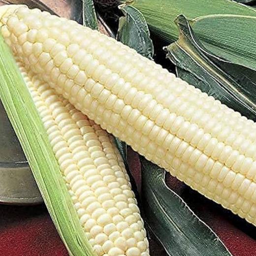 Silver Queen Hybrid Sweet Corn Seeds