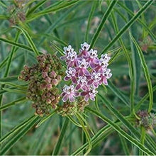 Narrowleaf Milkweed Seeds