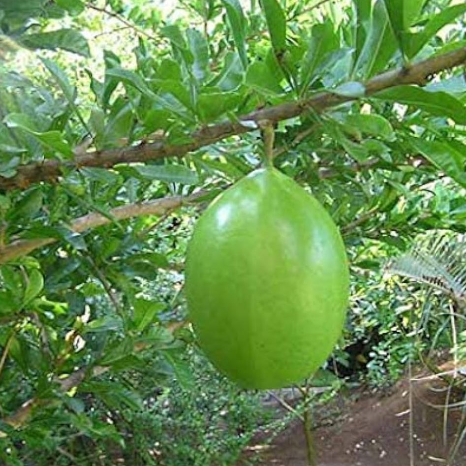 Mexican Calabash Tree Seeds (Crescentia alata) – Fast Growing Ornamental Tree – up to 50%