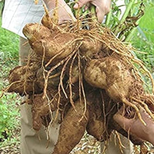 Yacon Plant Seeds