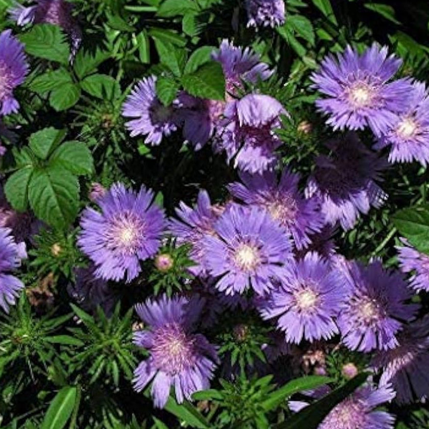Stokes Aster Seeds