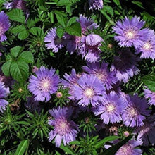 Stokes Aster Seeds