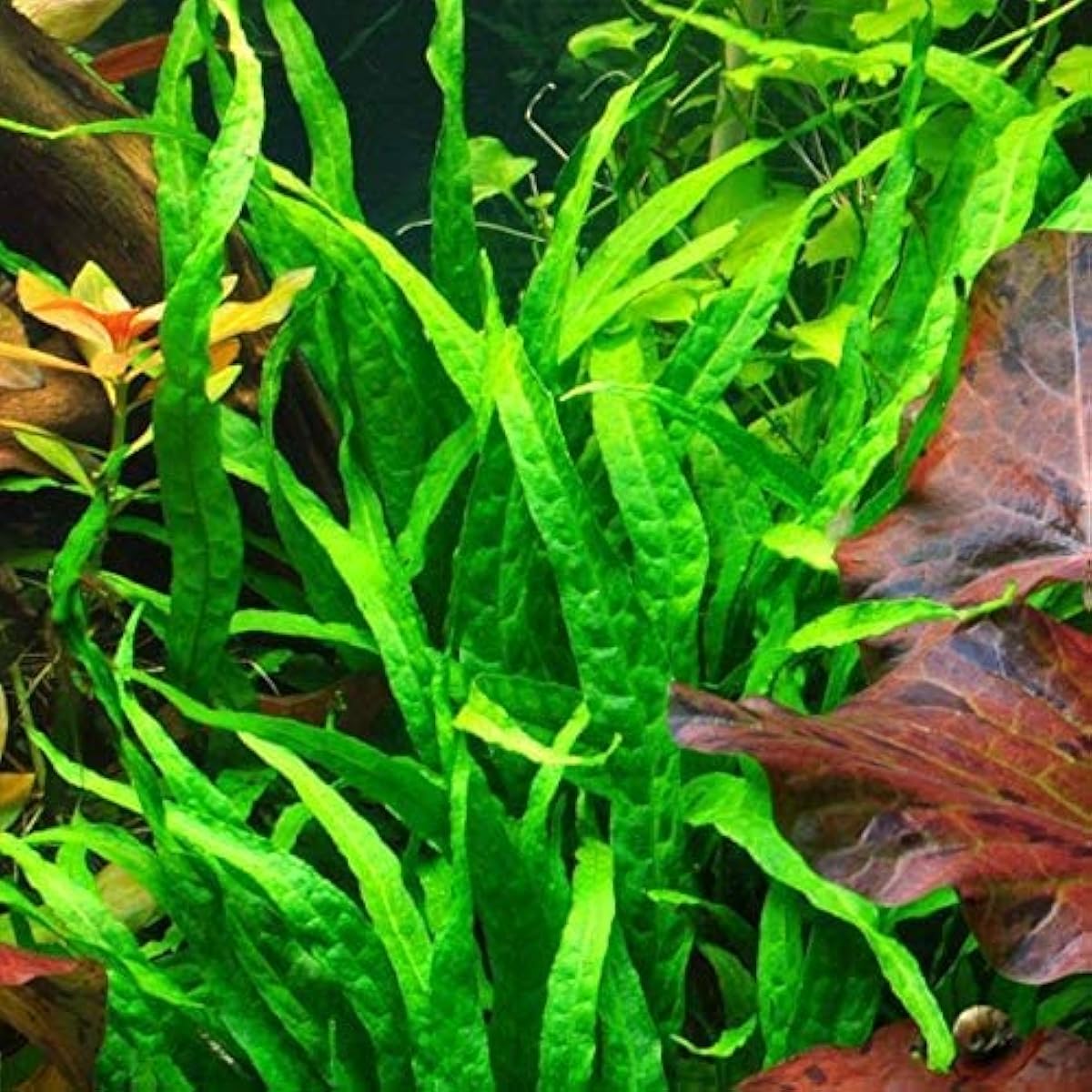 Java Fern Seeds – up to 50%