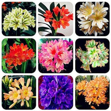Mixed Clivia Flower Seeds