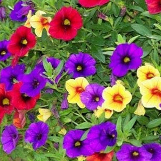Mixed Petunia Seeds