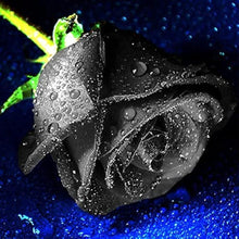 Black Rose Flower Seeds