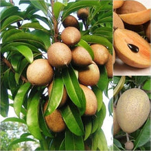 Sapota Seeds