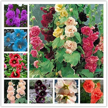 Sky Blue Hollyhock Flower Seeds