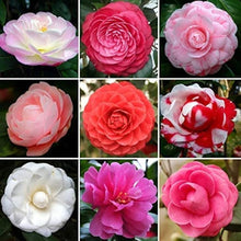 Mixed Camellia Flower Seeds