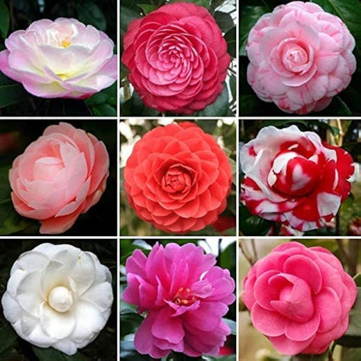 Mixed Camellia Flower Seeds