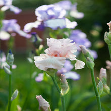 Iris Flower Seeds