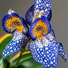 Lily Seeds