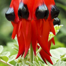 Sturts Desert Pea Seeds