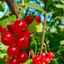 Sarsaparilla Seeds