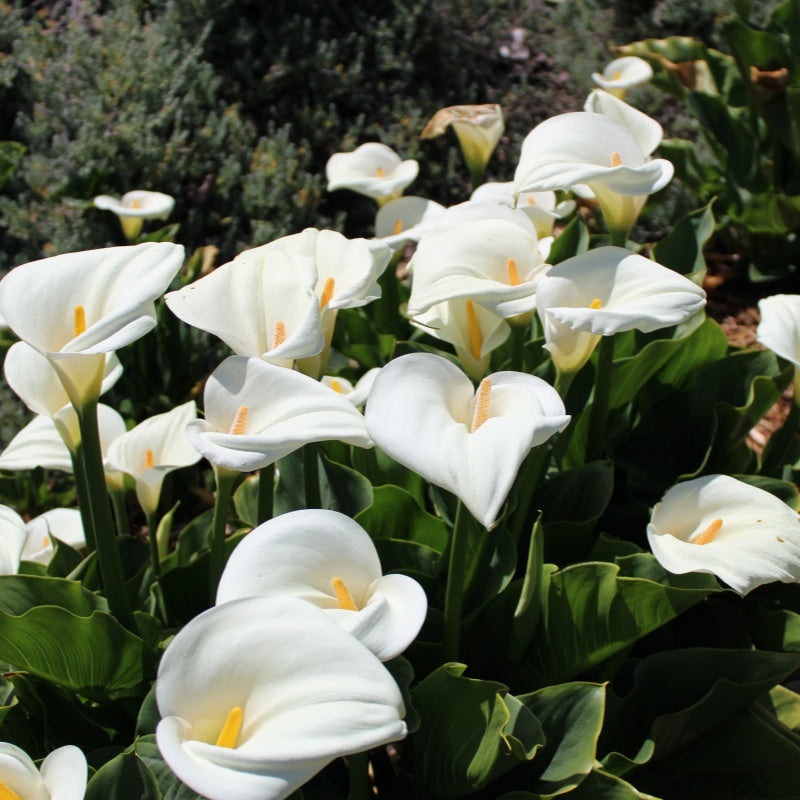 Calla Lily Seeds up to 50%