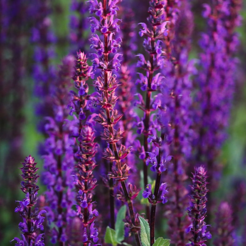 Salvia miltiorrhiza seeds up to 50%