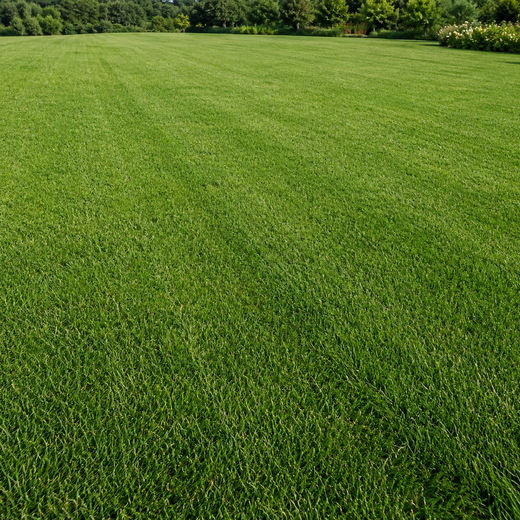 Triple A Grass Seed