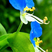 Blue Eyed Mary Flower Seeds