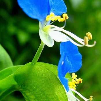 Blue Eyed Mary Flower Seeds