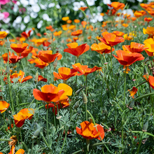 Red California Poppy Seeds